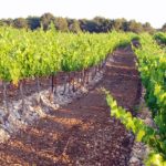 Vineyards of Felines Jourdan